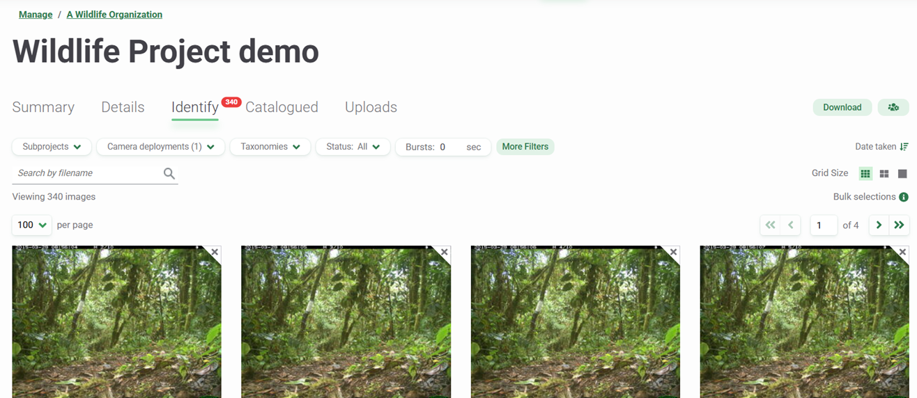 Screenshot of the images uploaded in the Identify tab of a Project