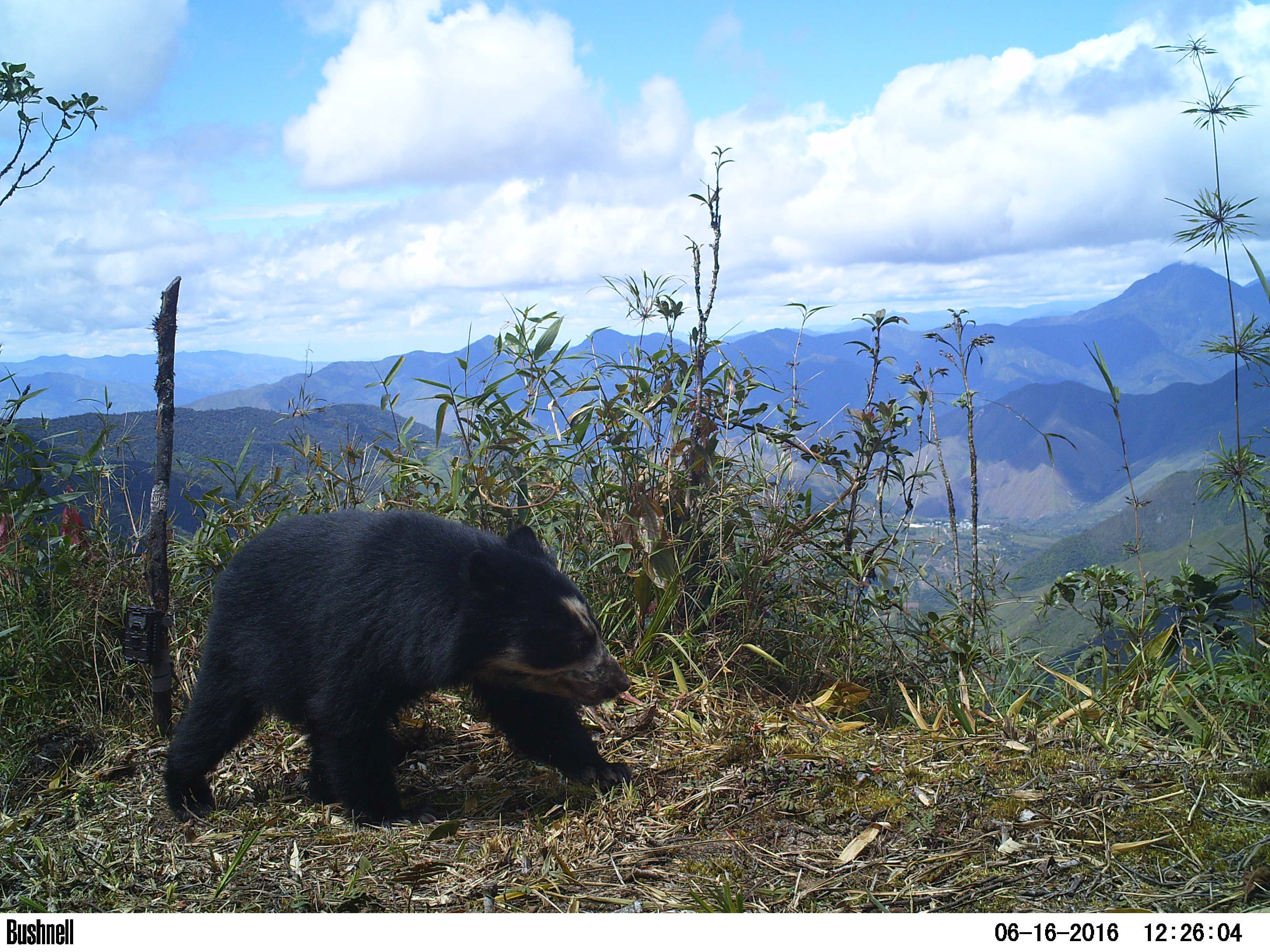 Andean bear