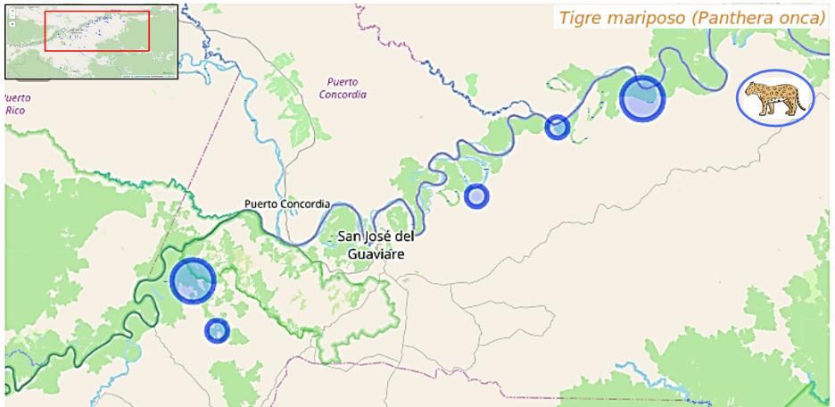 Jaguar detections within the corridor