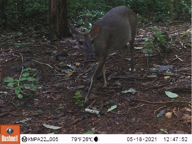 Red brocket