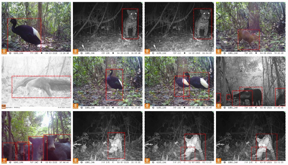 Compilation of species identified using Wildlife Insights at Rio Acre