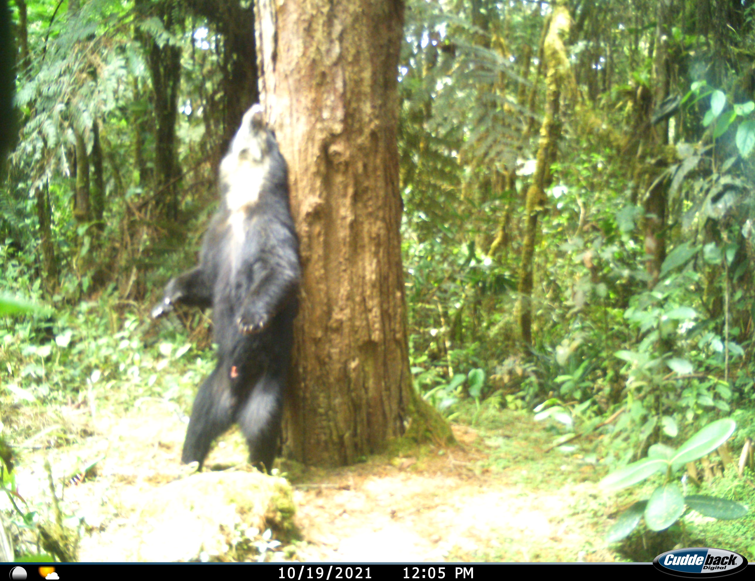 DiasCamaraTrampa_SpectacledBear