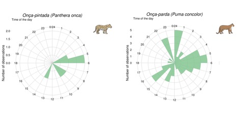 Comparison of daily activity patterns for puma (Puma concolor) and jaguar (Panthera onca)