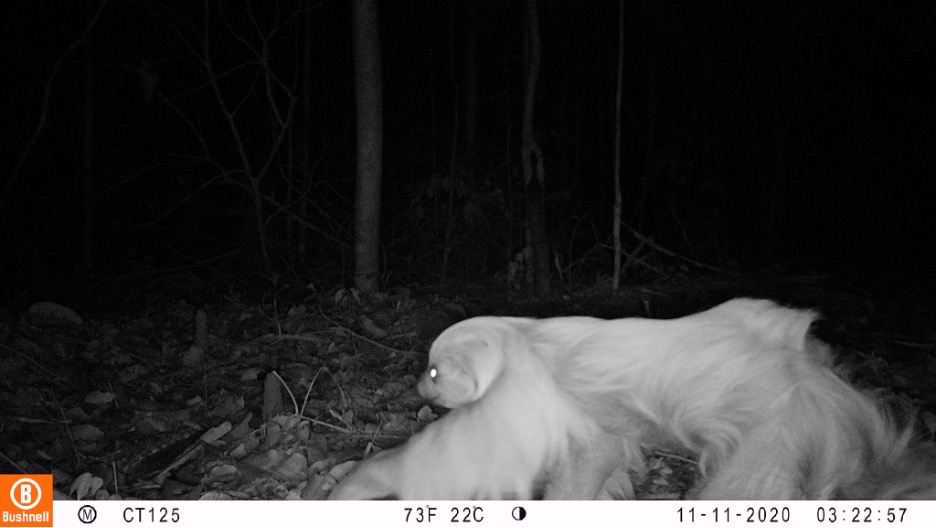 A dog in the dark

AI-generated content may be incorrect.