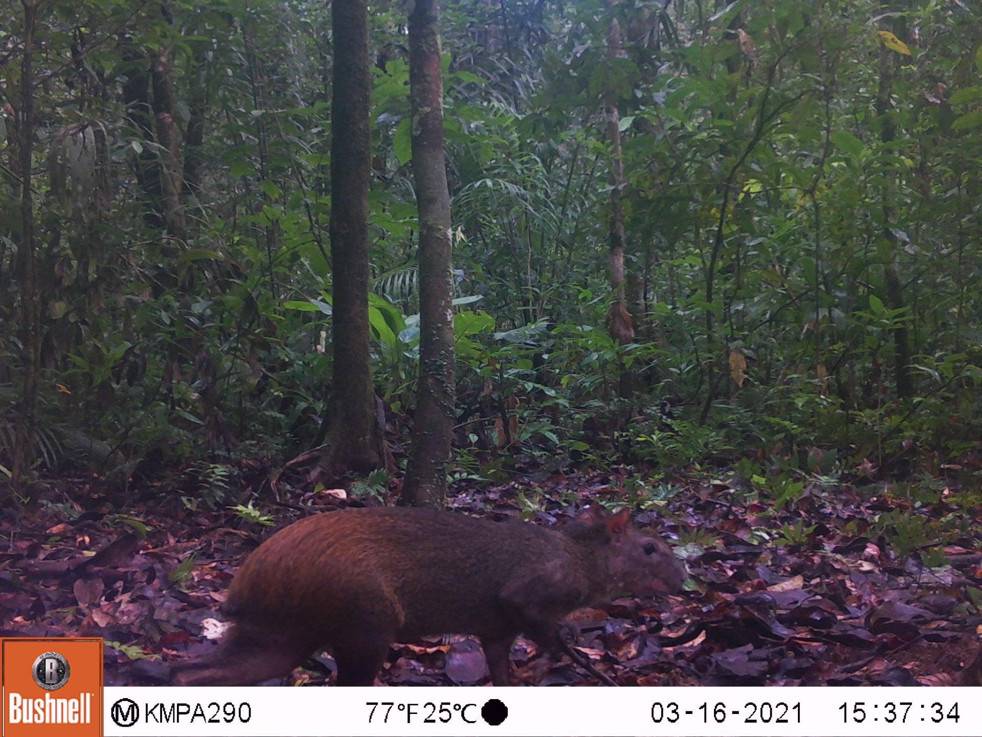 Red-rumped agouti (Dasyprocta leporina), Kanuku Mountains Protected Area