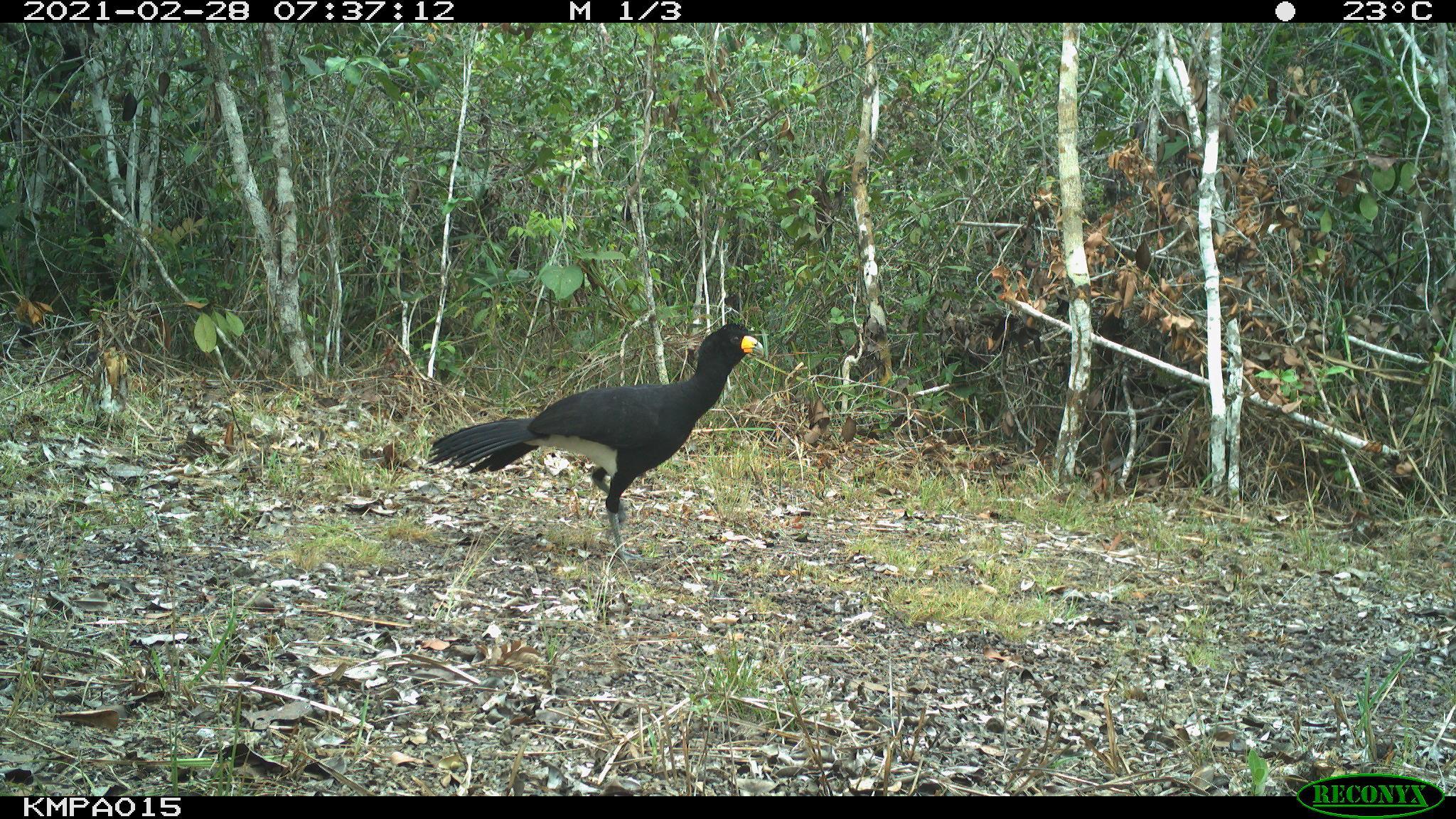 Black curassow (Crax alector), Kanuku Mountains Protected Area