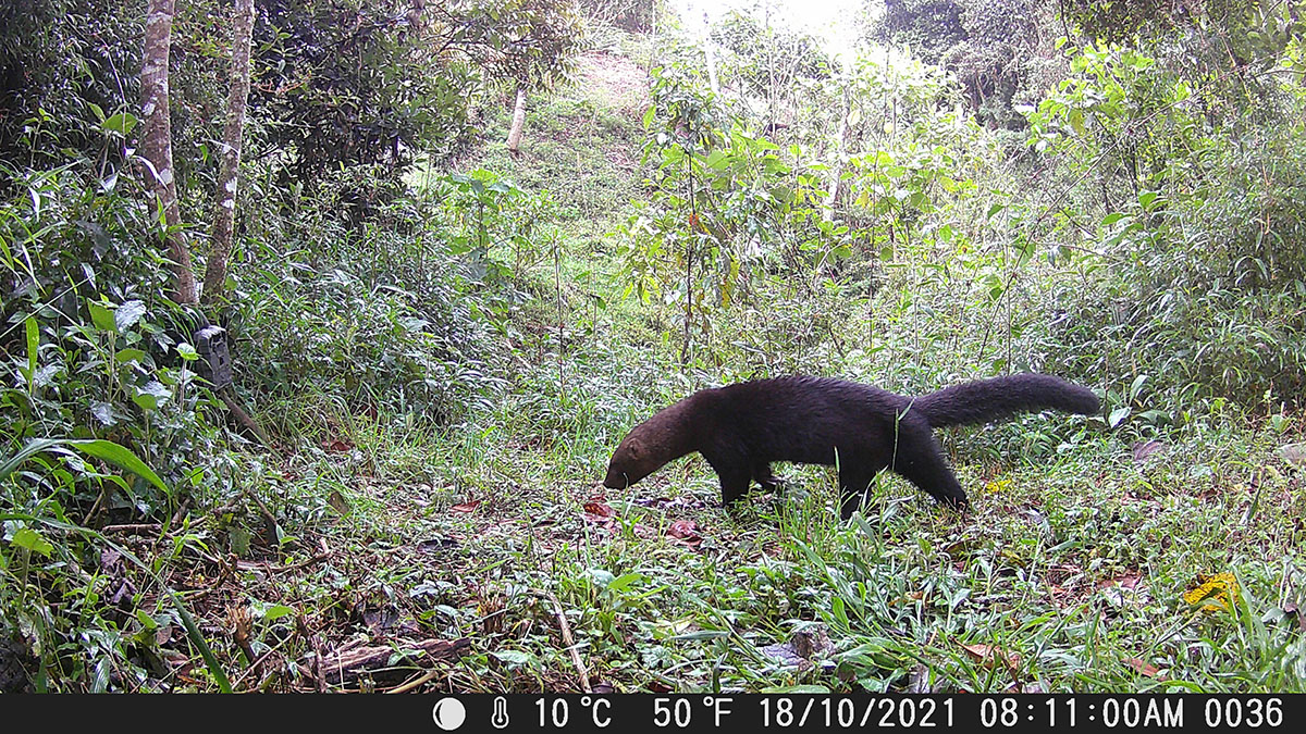 Tayra, DCT_Silvestre, Instituto Humboldt