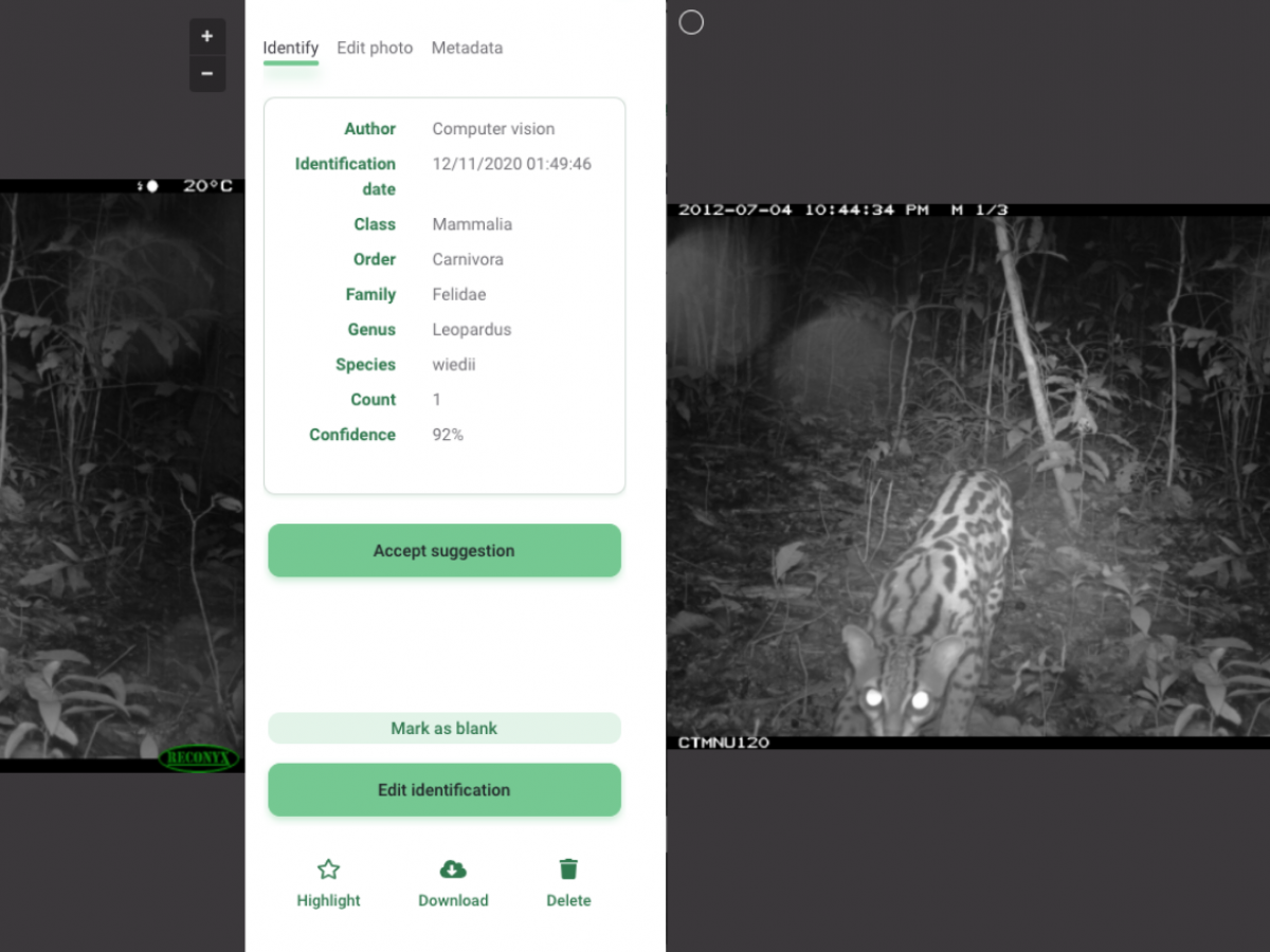 The image on the left shows Leopardus weidii, or a Margay as the common name, instead of “No CV Result” due to the upgrade to EfficientNet model architecture.