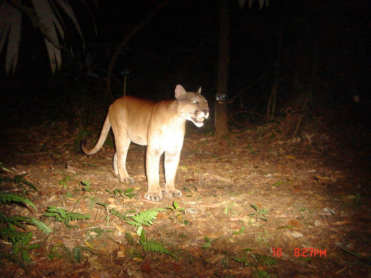 Camera trap capture