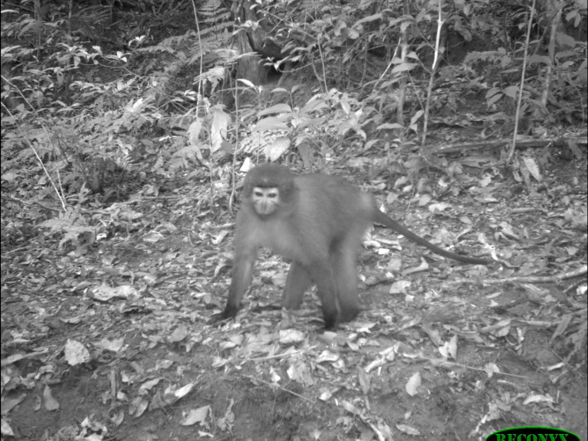 Camera trap capture