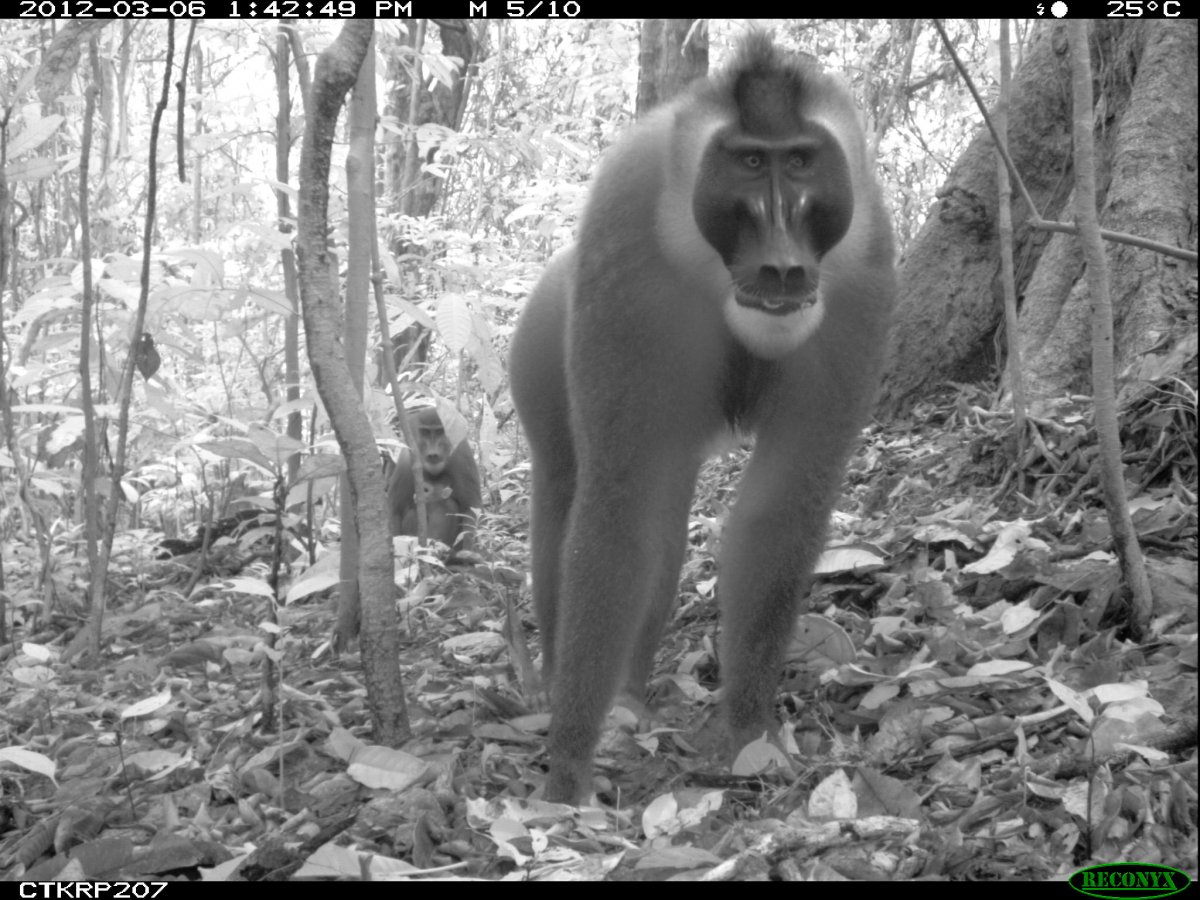 Camera trap capture