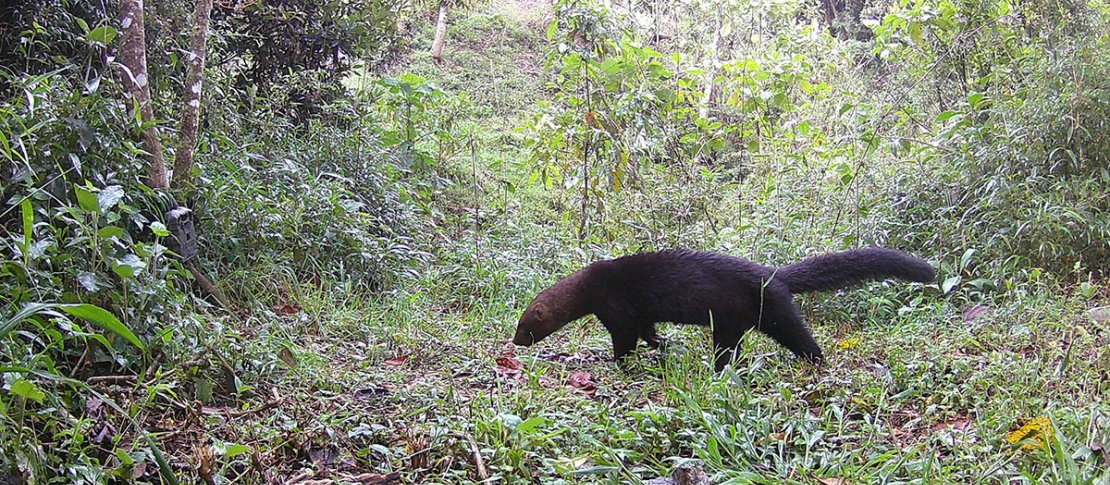 Google launches Wildlife Insights to help manage the world's wildlife