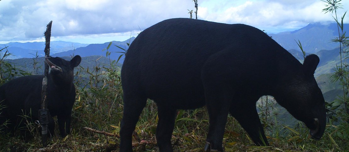 Google launches Wildlife Insights to help manage the world's wildlife