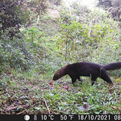 Tayra, DCT_Silvestre, Instituto Humboldt