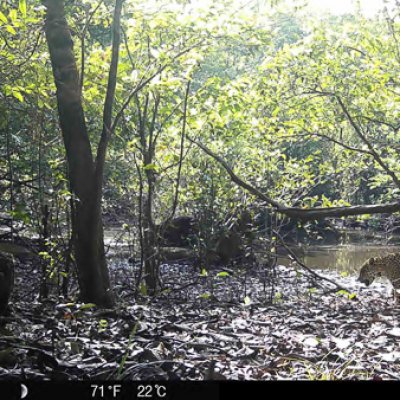 Camera trap image of a jaguar in Guaviare