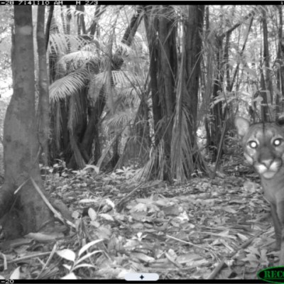 Puma_Suriname